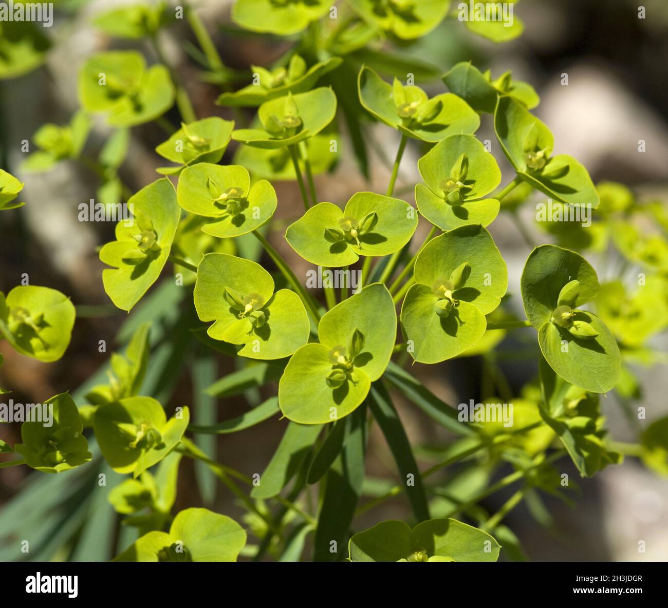 Tumbleweed, Euphorbia, seguieriana, Stock Photo