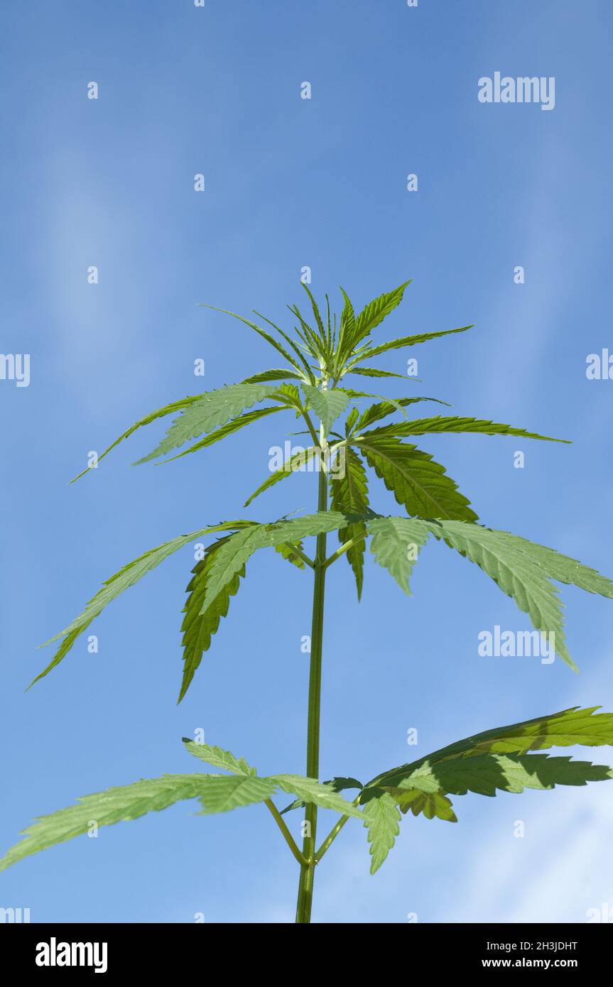 Hemp, cannabis, sativa, hemp leaflet Stock Photo