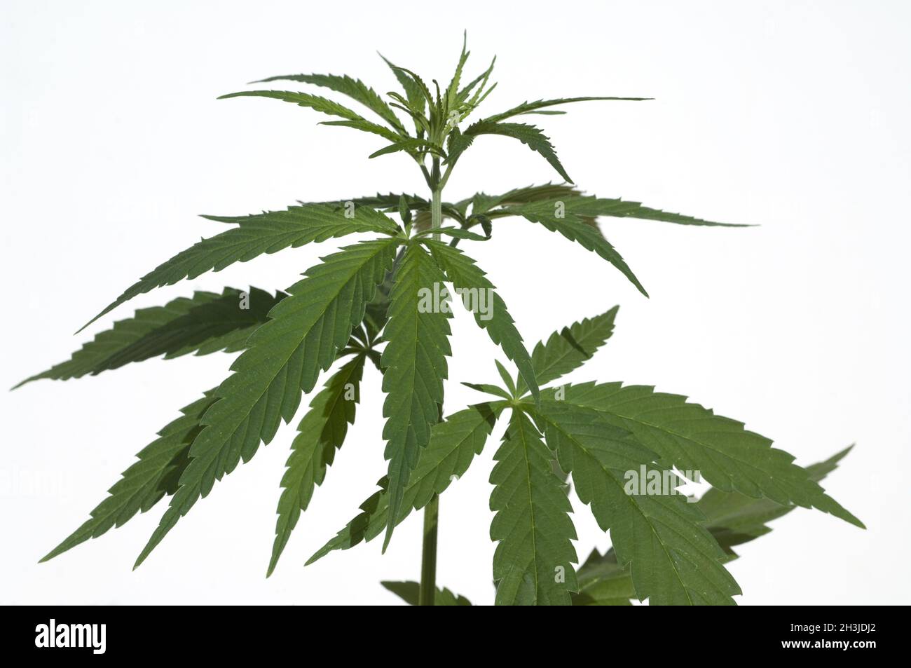 Hemp, cannabis, sativa, hemp leaflet Stock Photo