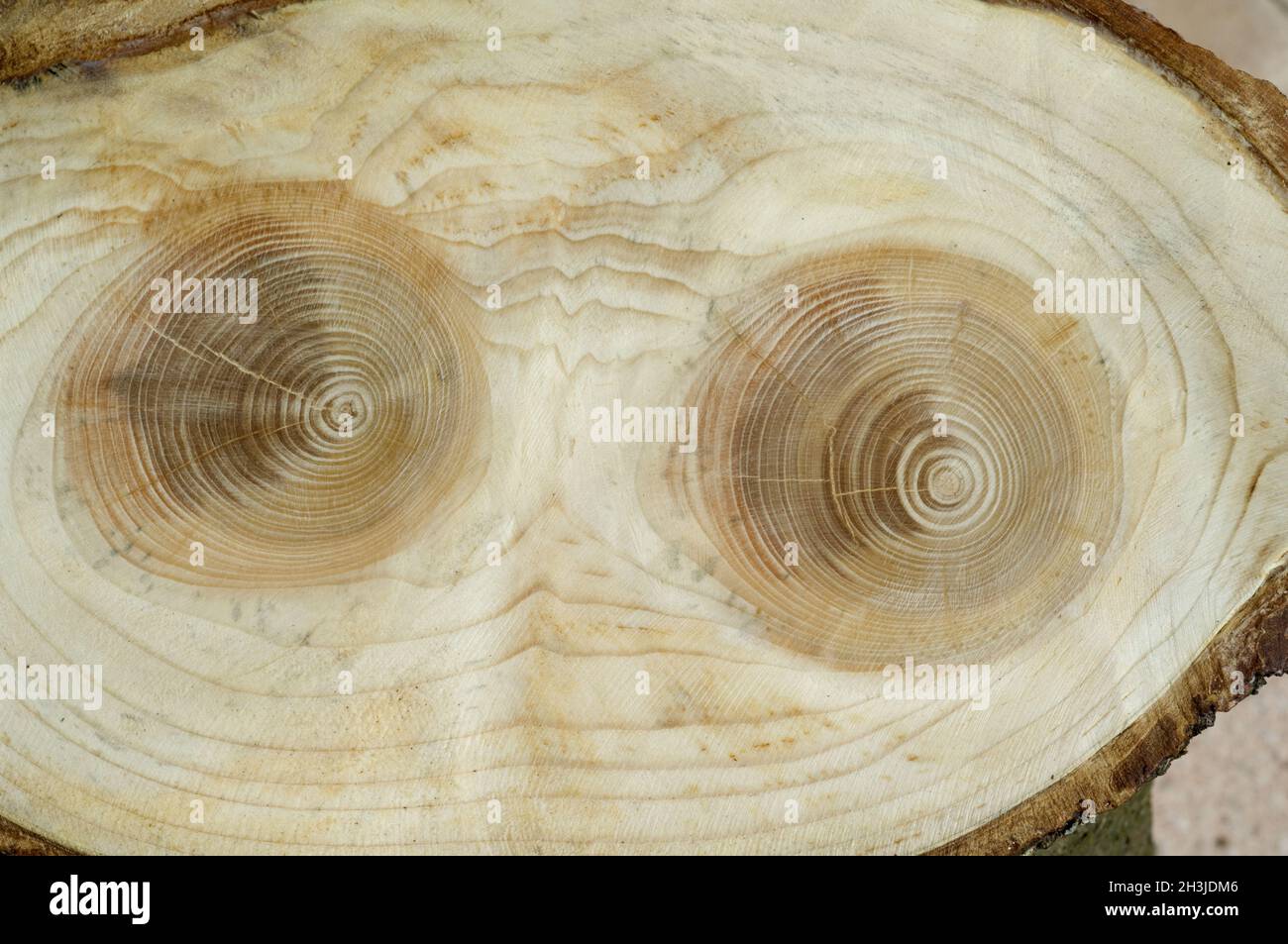 Annual rings; spruce; picea; abies; Norway spruce; annual ring; ring of wood; Stock Photo