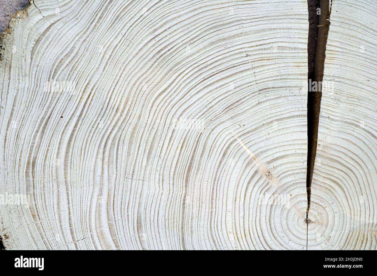 Annual rings; spruce; picea; abies; Norway spruce; annual ring; ring of wood; Stock Photo