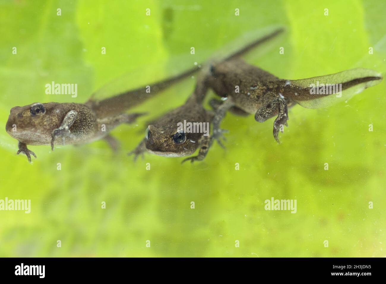 Young frog, young, croet, bufo, bufo, terrestrial croet, Stock Photo