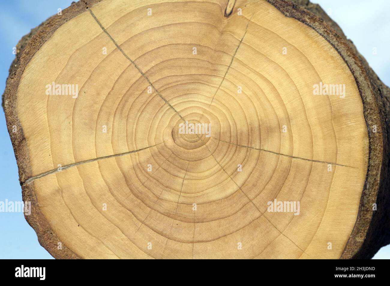 Annual rings; cherry tree; prunus; annual ring; Stock Photo