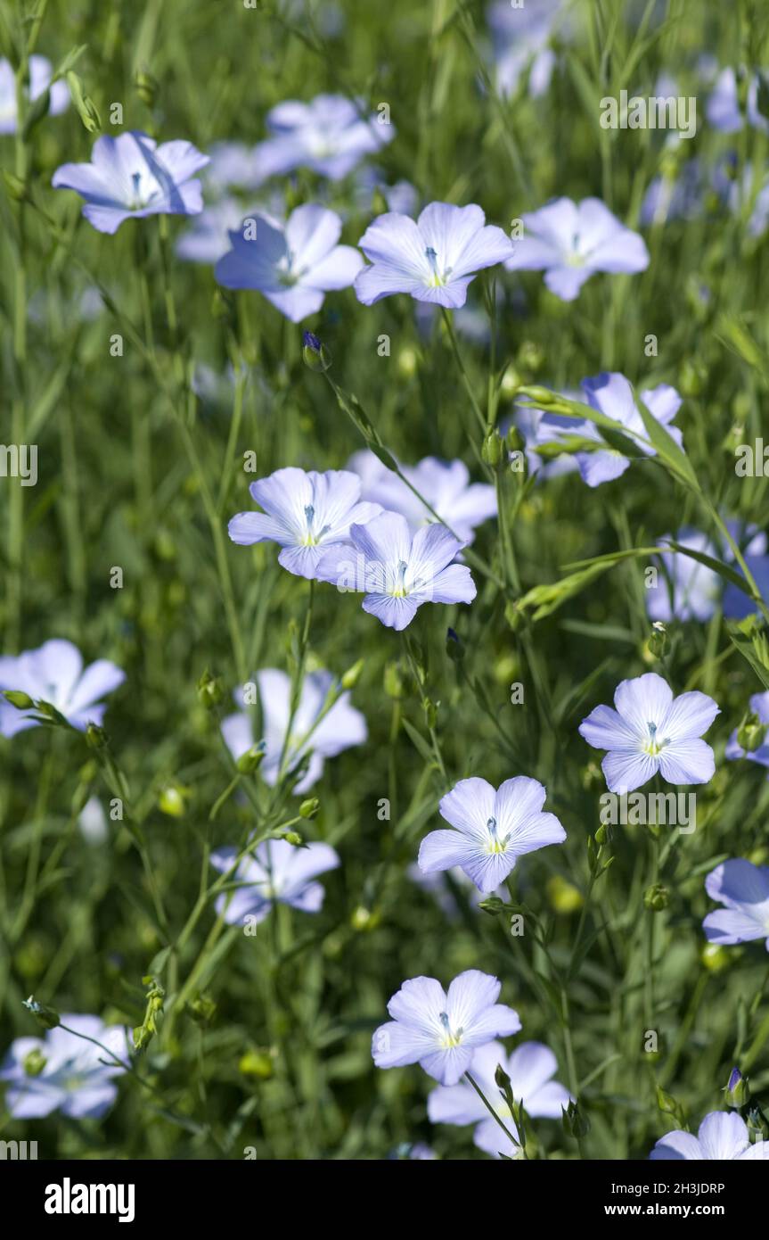 Linseed; Linum; perenne; Stock Photo