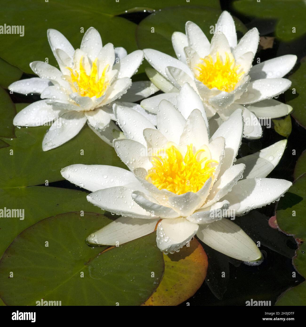White water lily; Nymphaea alba; Stock Photo