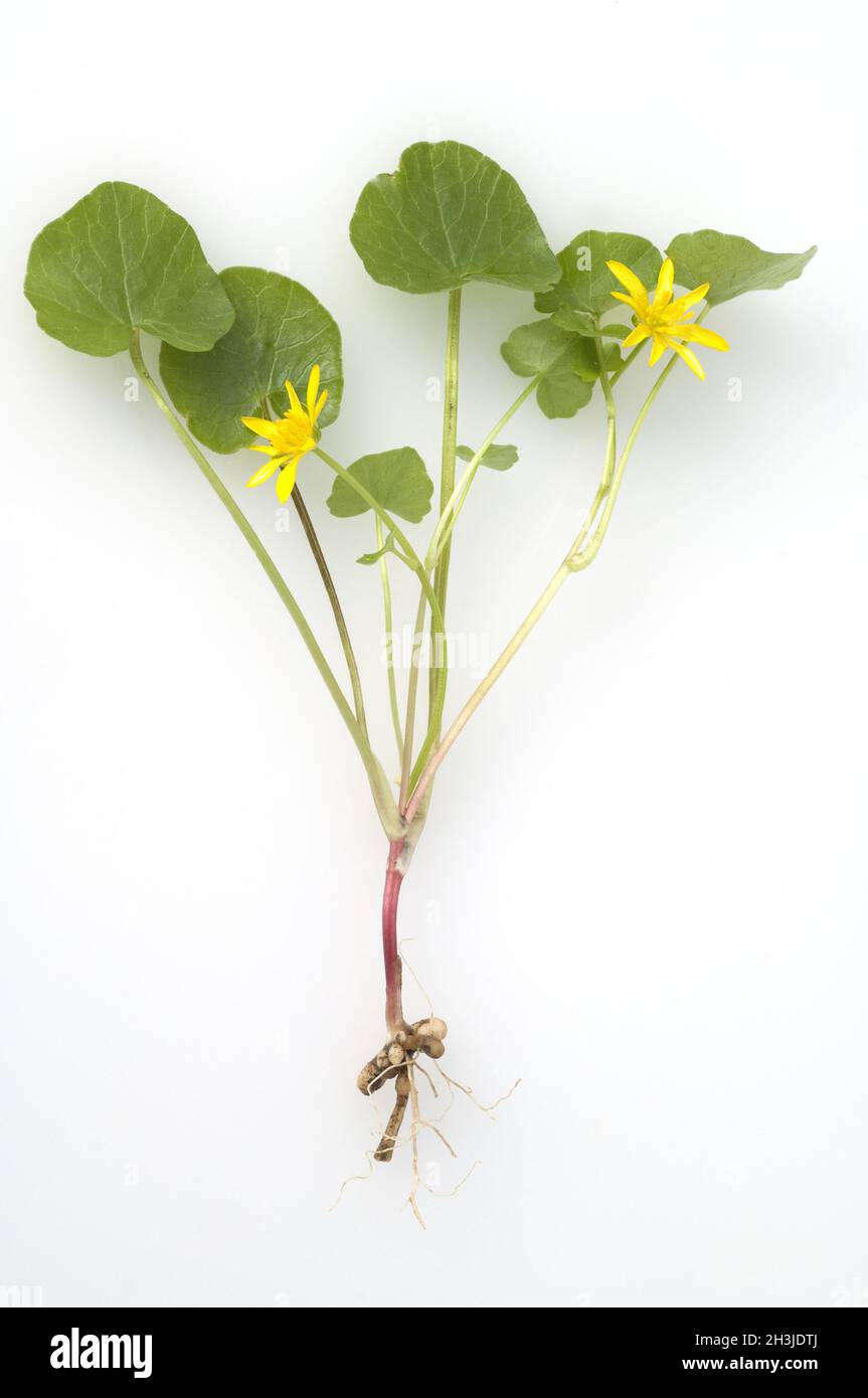 Celandine, Ranunculus, ficaria, medicinal plant Stock Photo