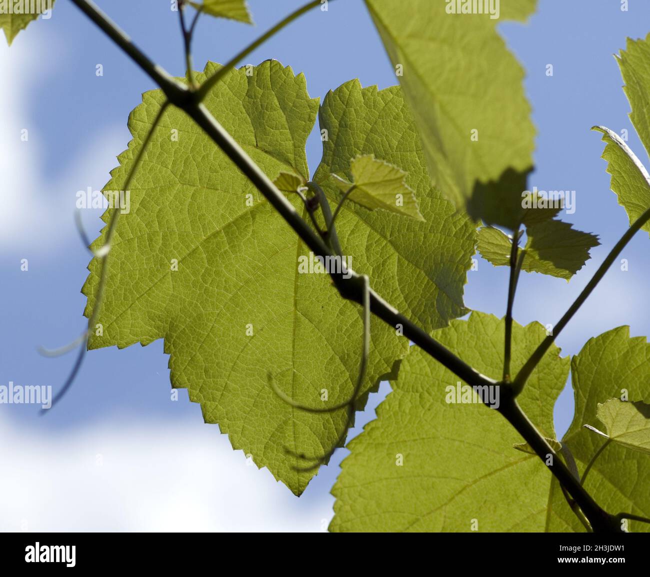 Vine leaf; White wine; Medicinal plant; Useful plant; Cultivated plant; Vitis vinifera; Stock Photo