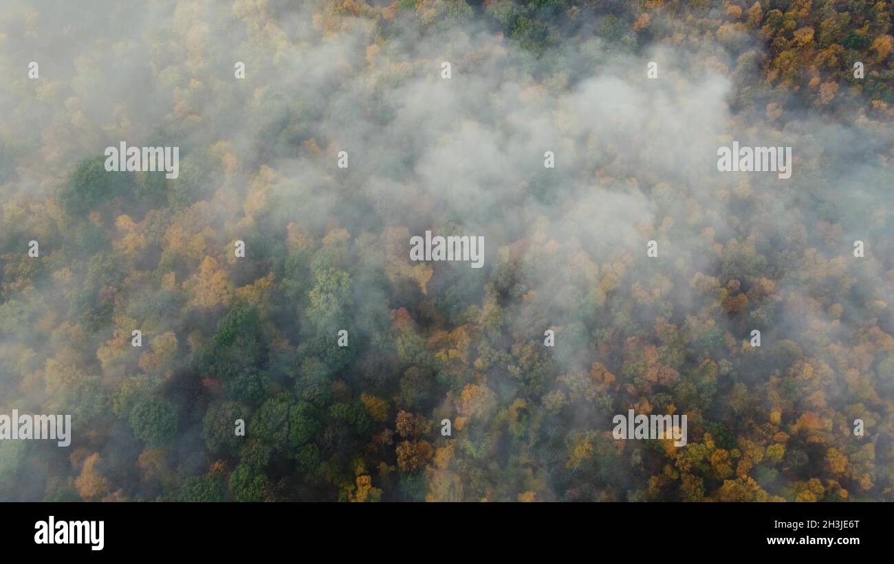 Aerial view through trees fog hi-res stock photography and images - Alamy