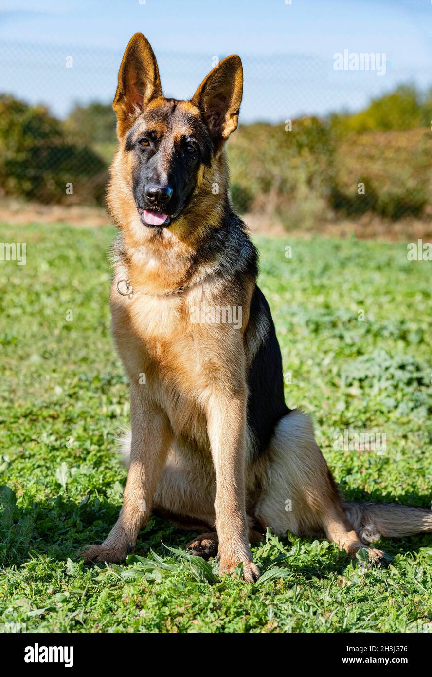 young german shepherd stay in a training of obedience Stock Photo - Alamy