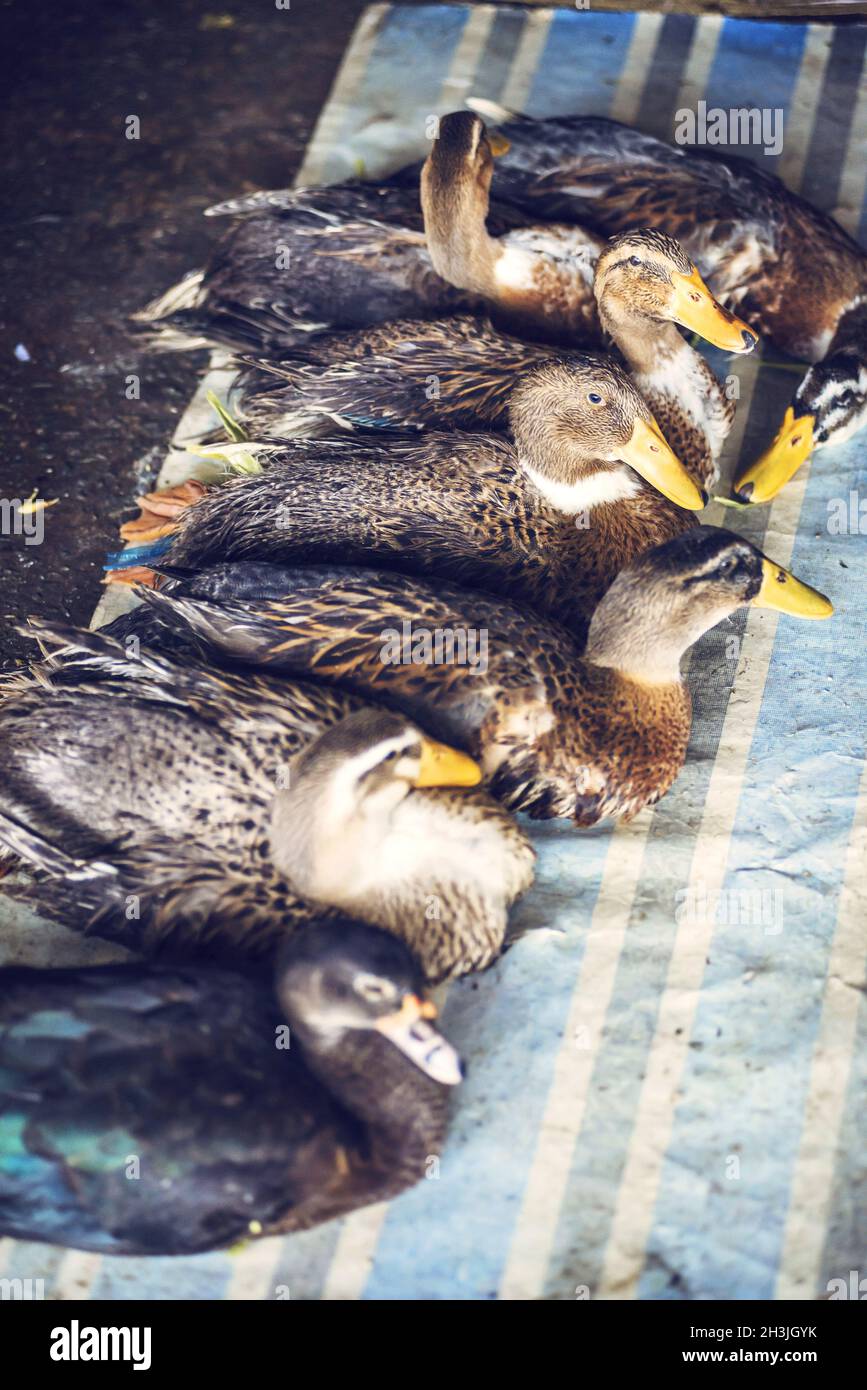 Ducks for consumption are being sold on a Vietnamese market Stock Photo
