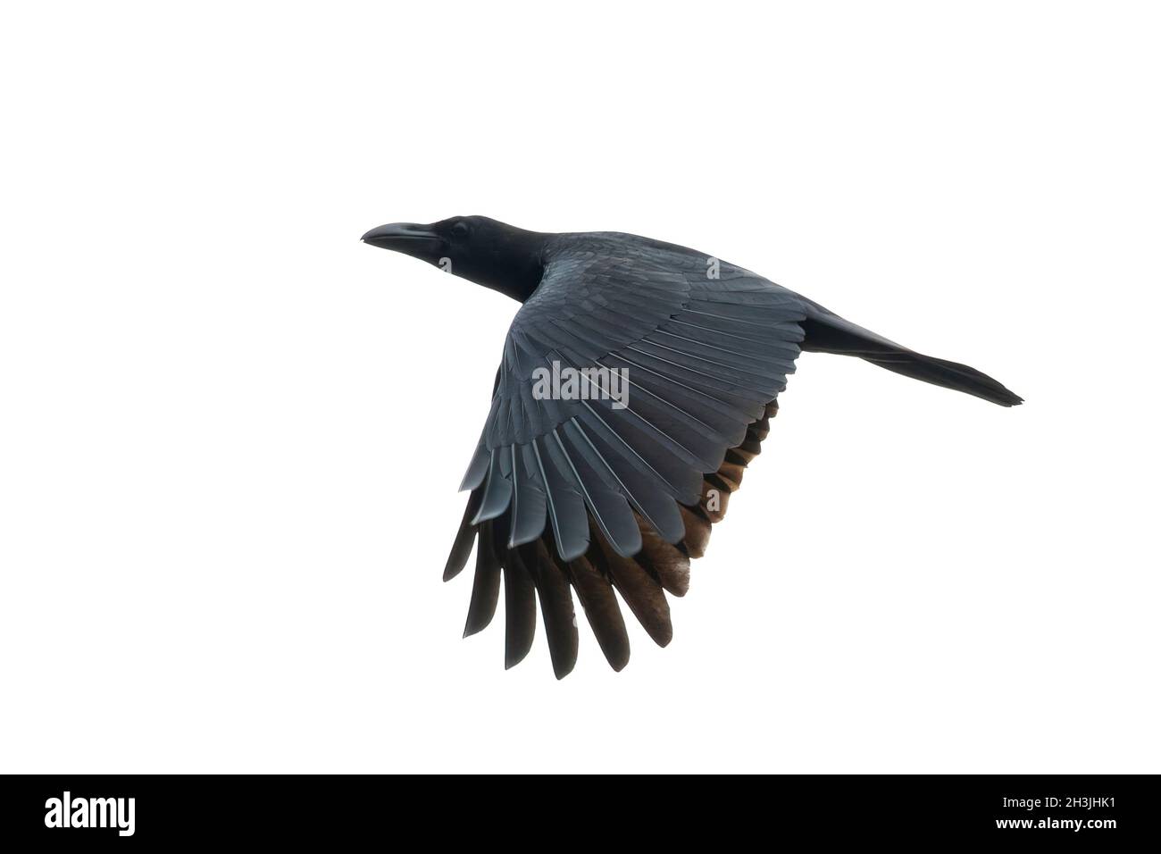 Image of a crow flapping its wings isolated on white background. Birds. Wild Animals. Stock Photo