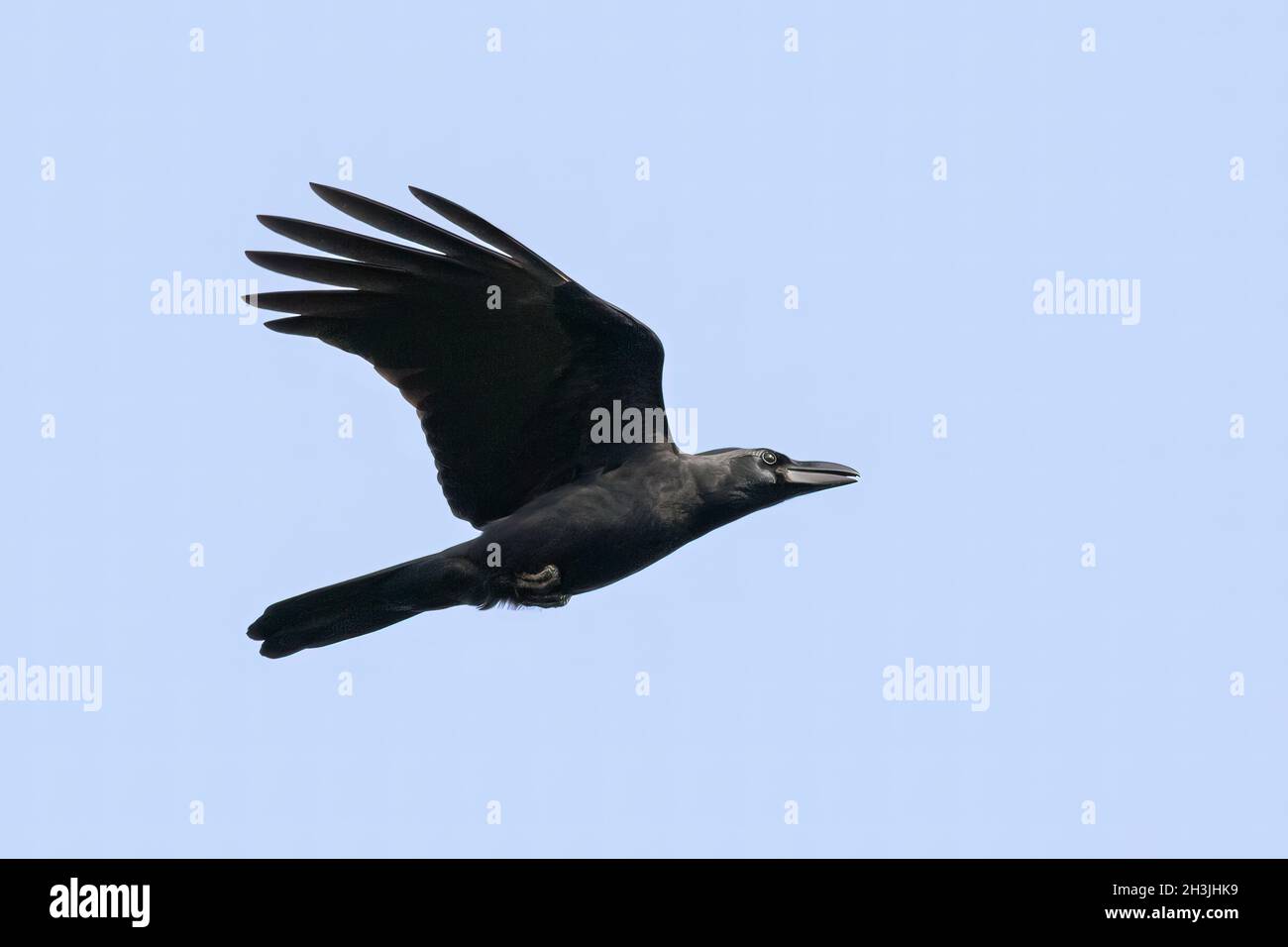 Image of a crow flapping its wings against a blue clear sky. Birds. Wild Animals. Stock Photo