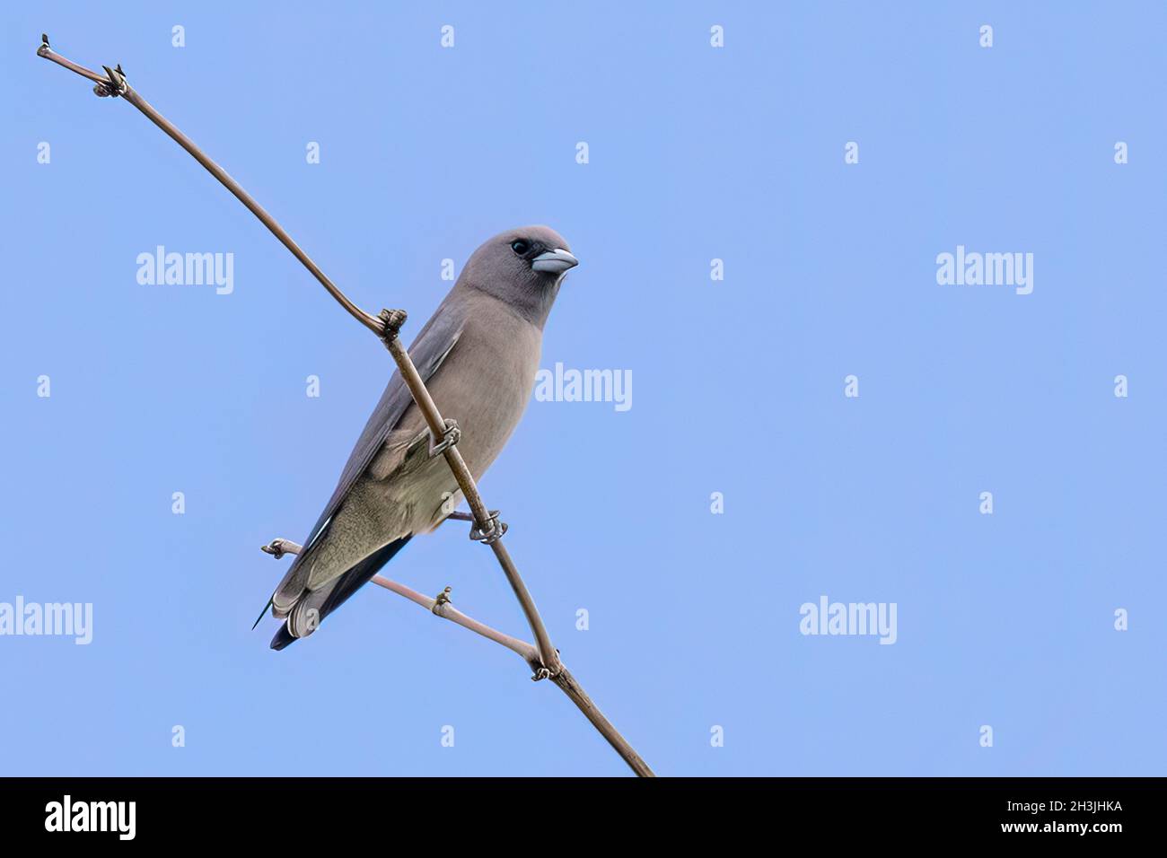 Image of ashy woodswallow ( Artamus fuscus) perched on a branch on the blue sky background Stock Photo