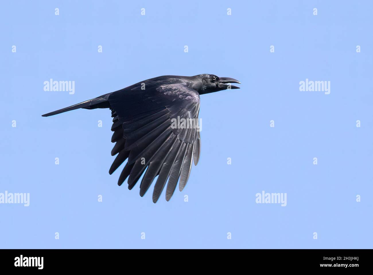 Image of a crow flapping its wings against a blue clear sky. Birds. Wild Animals. Stock Photo
