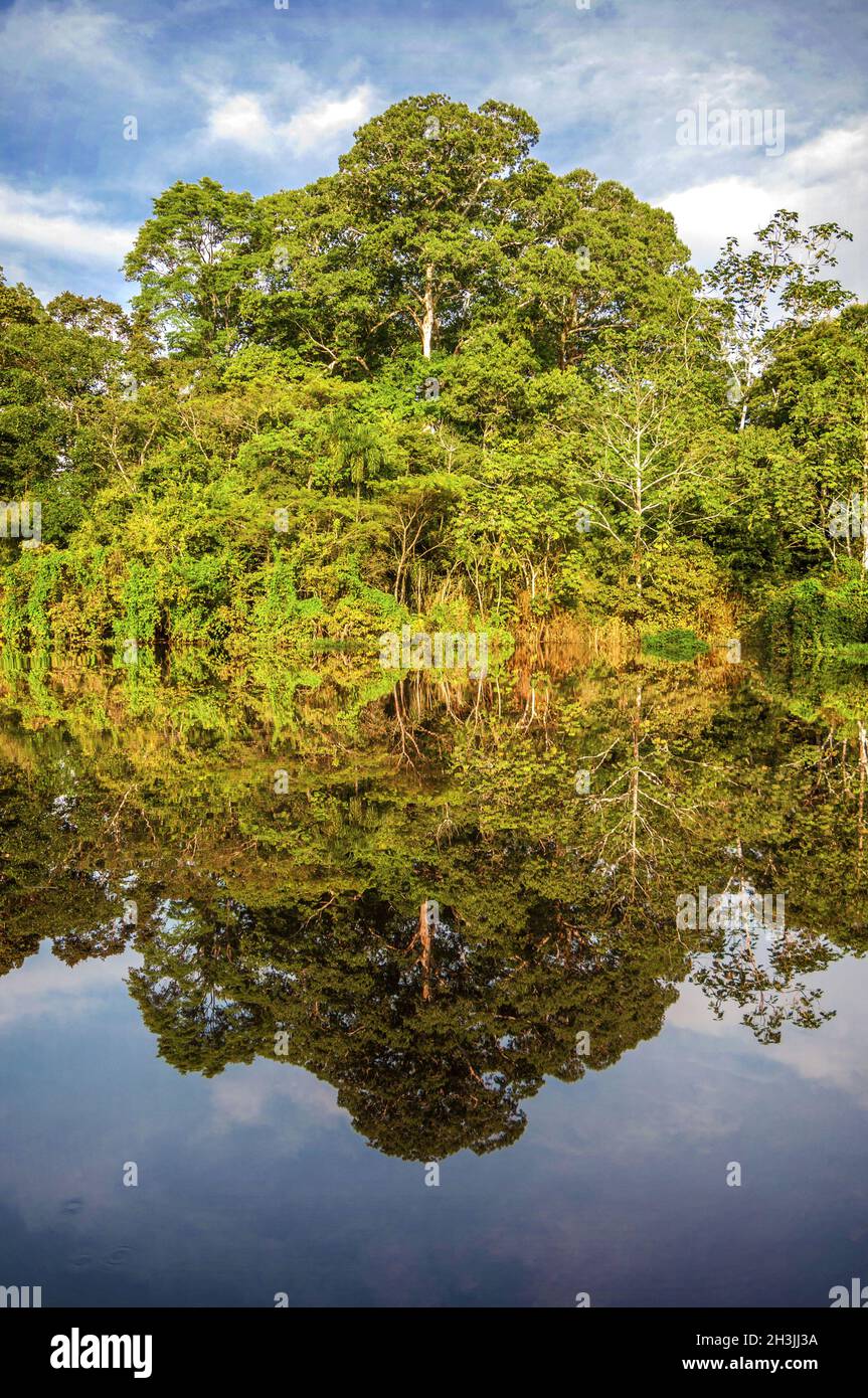 Amazon rainforest peru hires stock photography and images Alamy