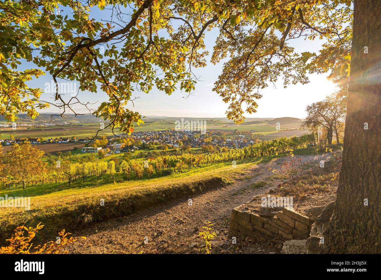 View through autumnal tree branches onto scenic vineyard, village, and valley at sunset in Southern Germany Stock Photo