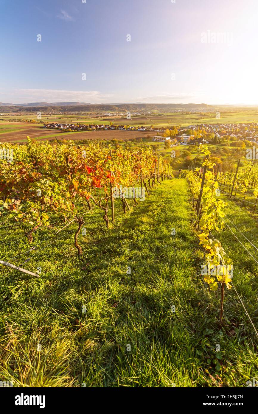 Vertical shot of scenic vineyard in beautiful autumnal landscape in Southern Germany at sunset Stock Photo