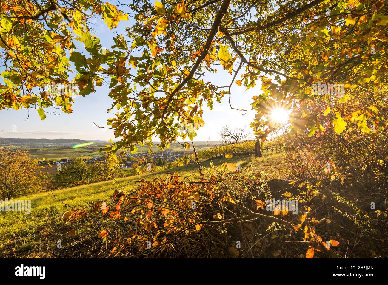 Sun shining through the colourful leaves of a tree on a vineyard in beautiful autumn landscape Stock Photo