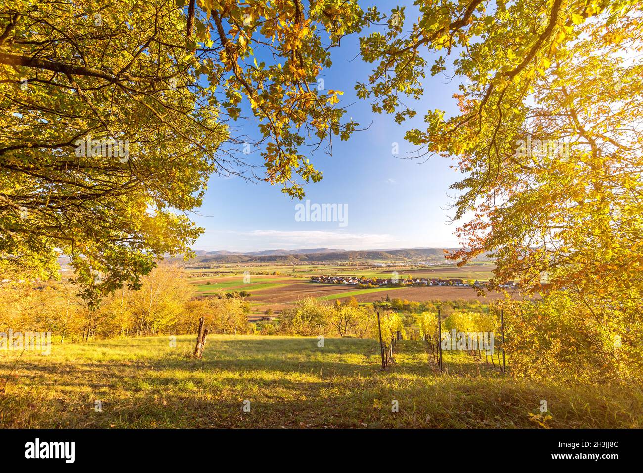 View through autumnal tree branches onto scenic valley and vineyard at sunset in Southern Germany Stock Photo