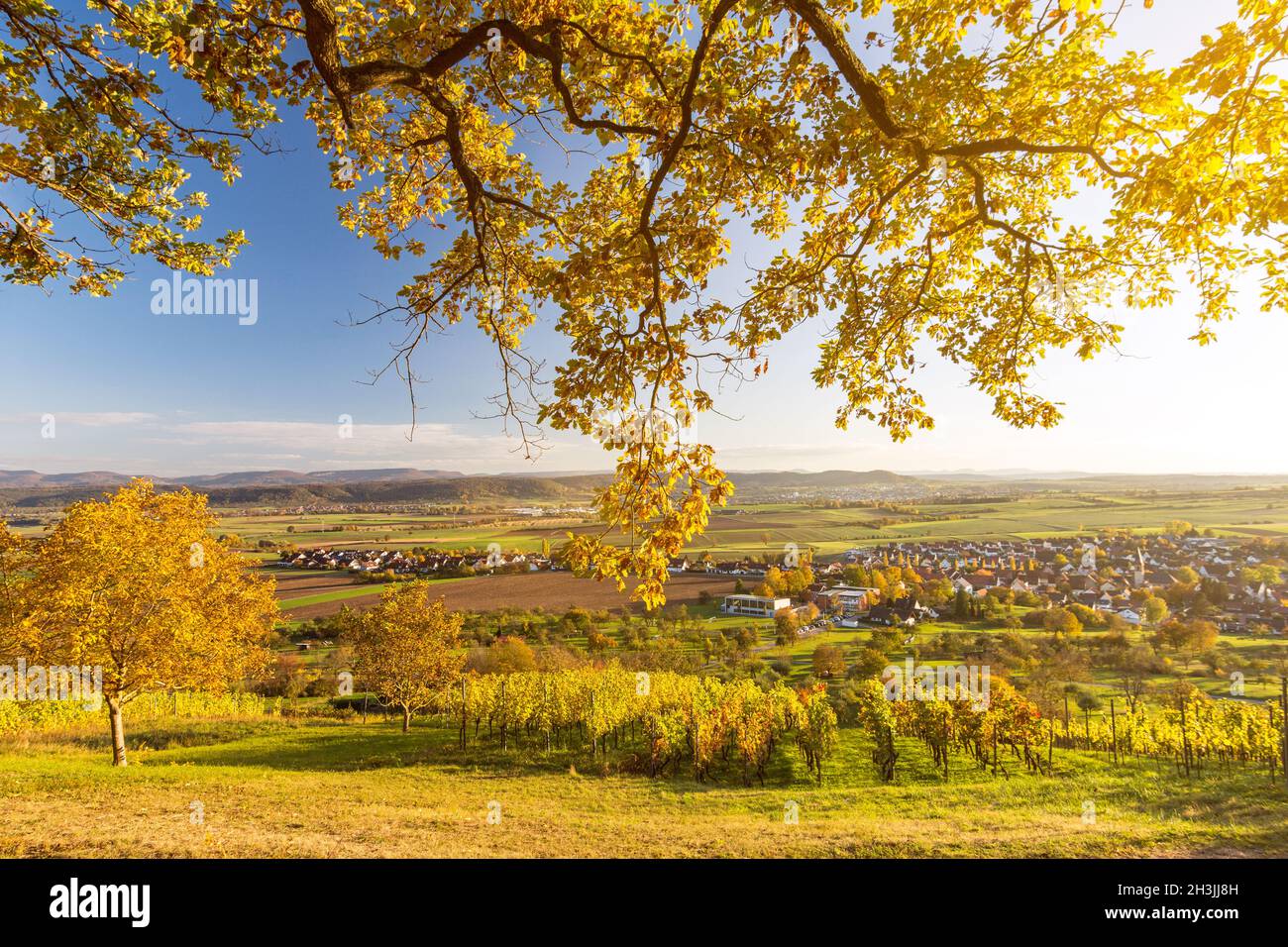 View through autumnal tree branches onto scenic vineyard and valley at sunset in Southern Germany Stock Photo