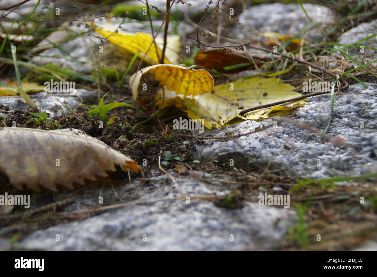 Old paved road in the fall. Dry leaves on a stone trail Stock Photo - Alamy