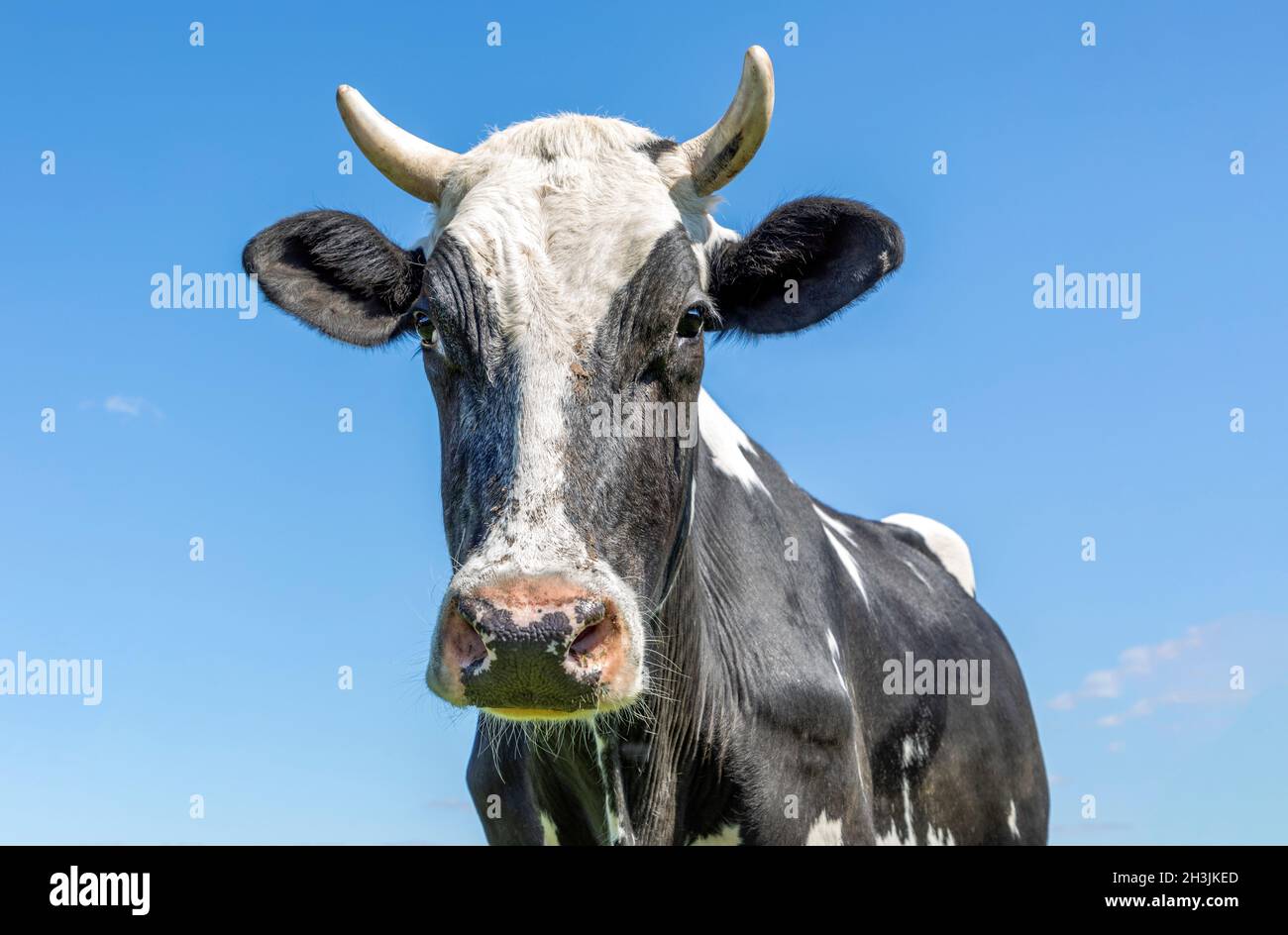 Black And White Cow With Horns Hi-Res Stock Photography And Images - Alamy