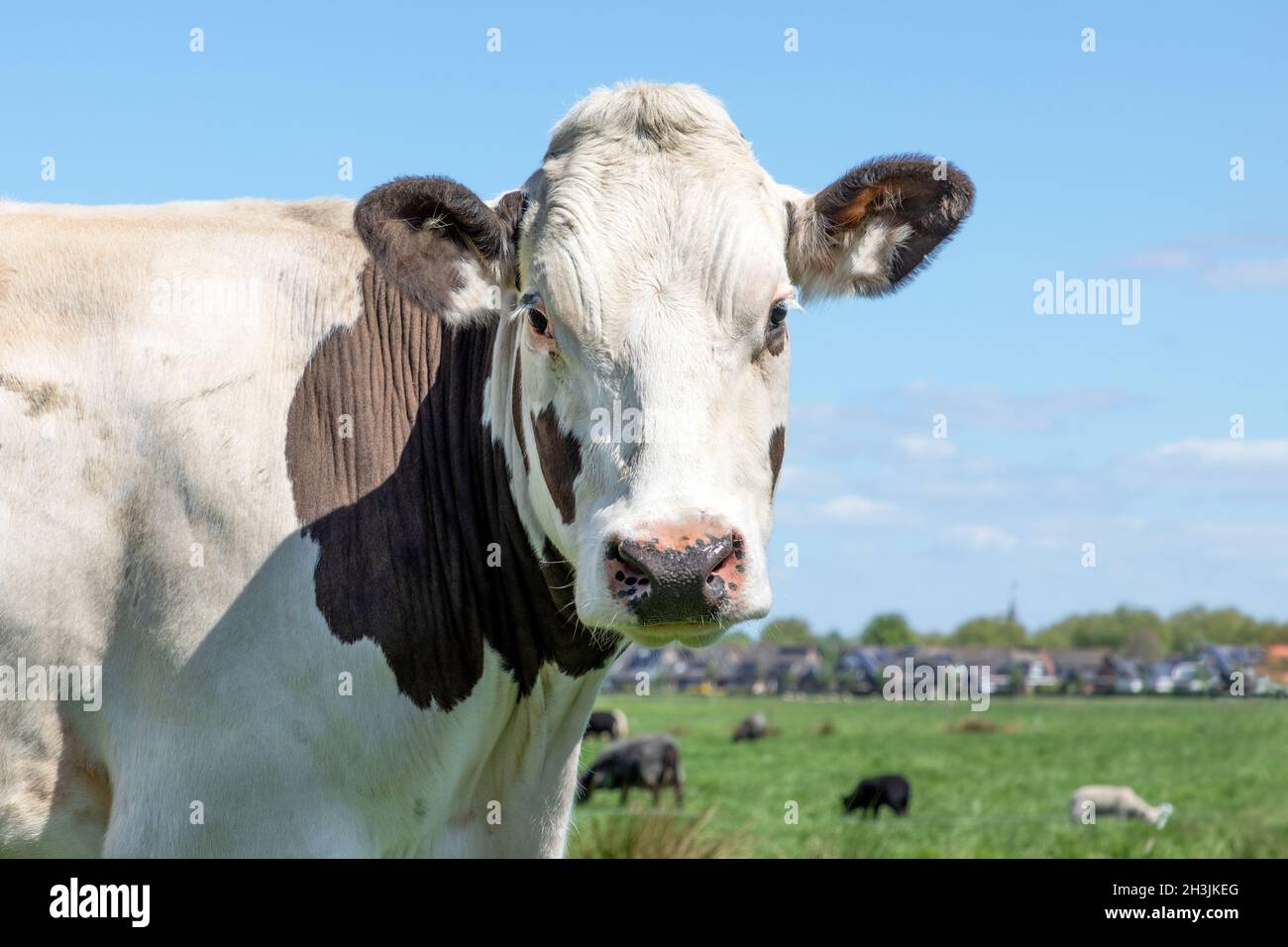 Cow portrait of a calm white and brown bovine, with pink nose and friendly and calm expression, a field and sky background Stock Photo