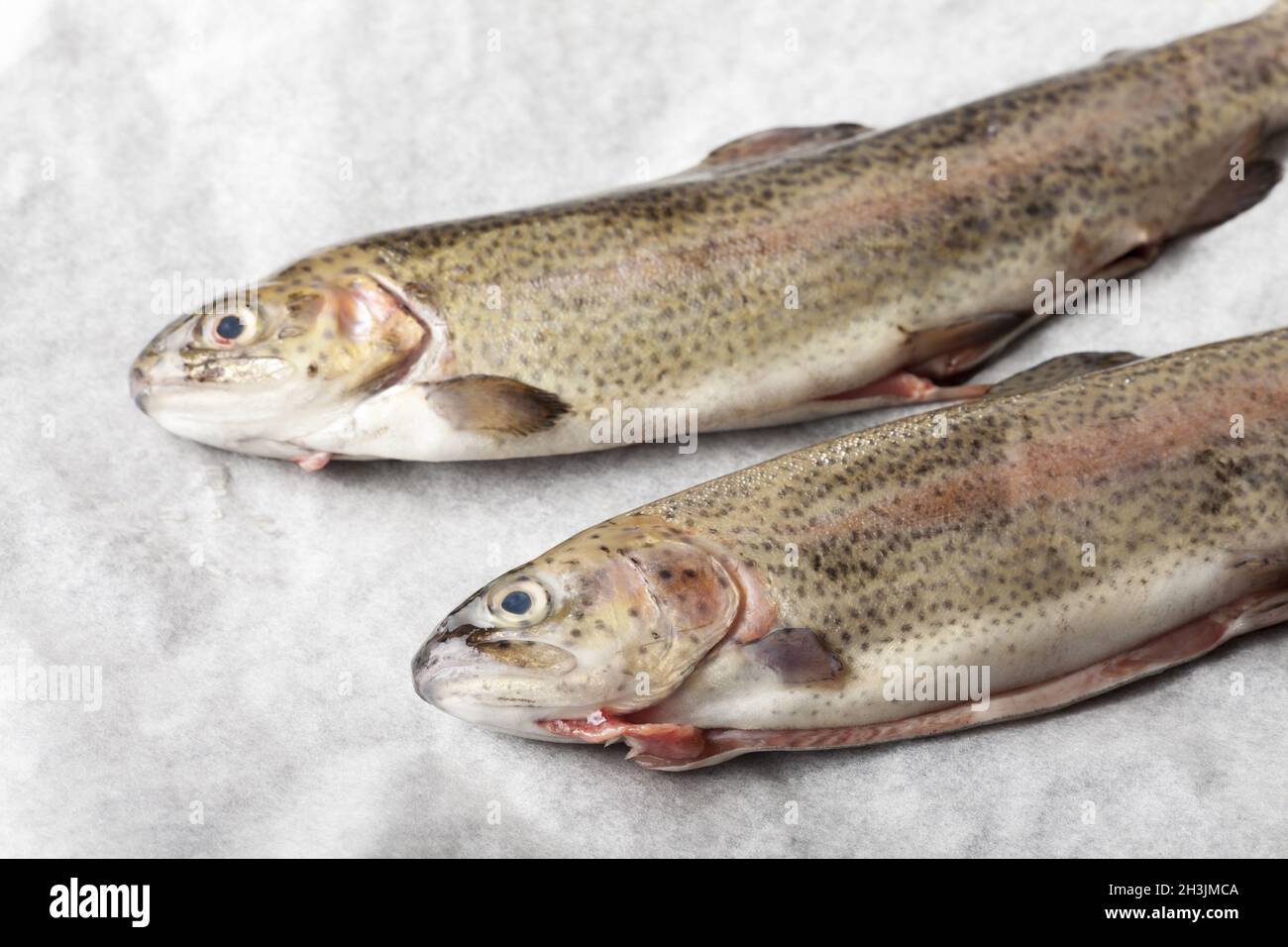 Raw trouts on white paper Stock Photo