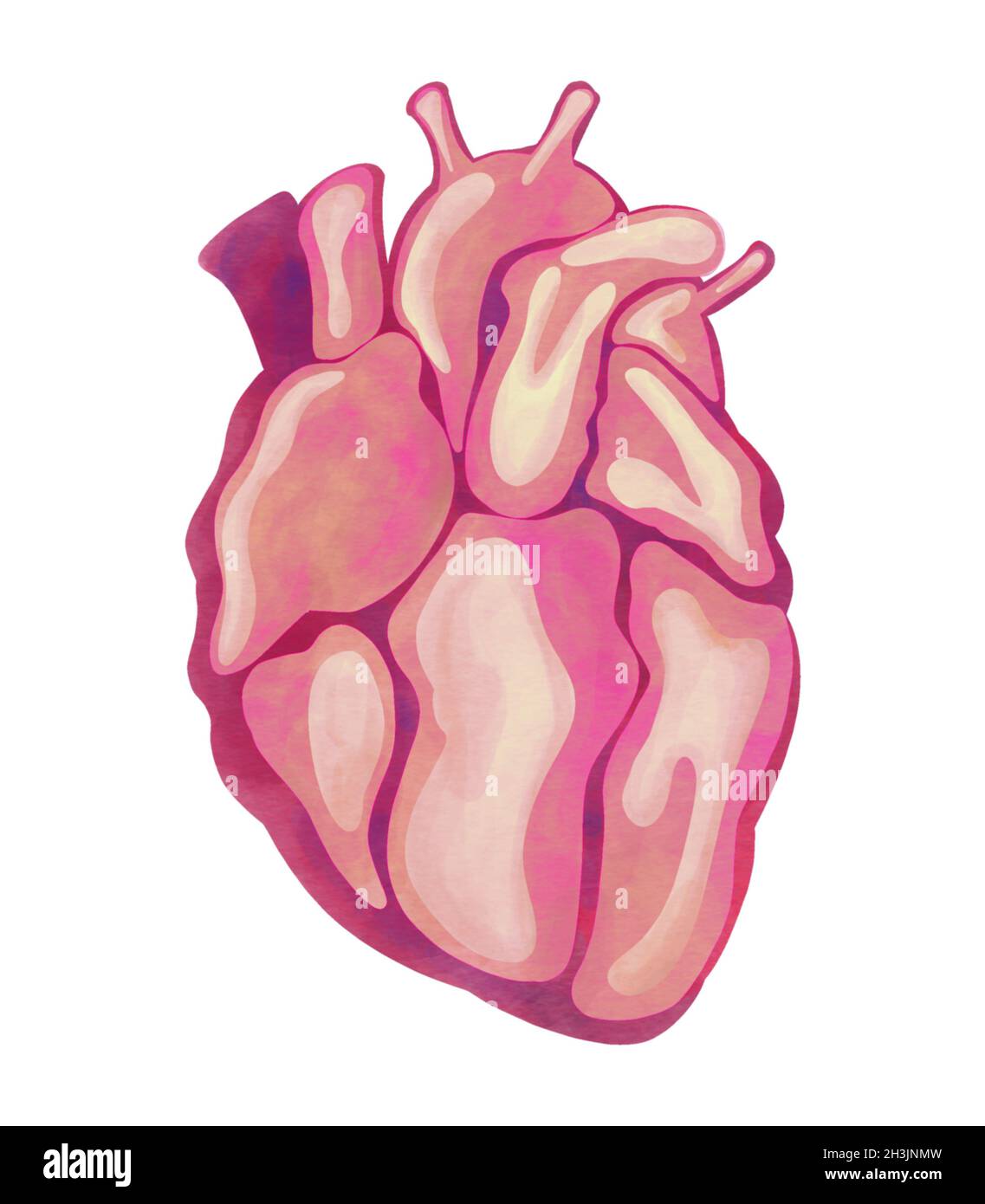 Anatomical human heart. Watercolor hand drawn illustration. Isolated on