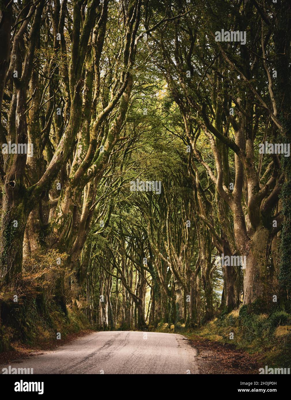 Avenue of Beech trees along a lane near Bridestowe on the edge of