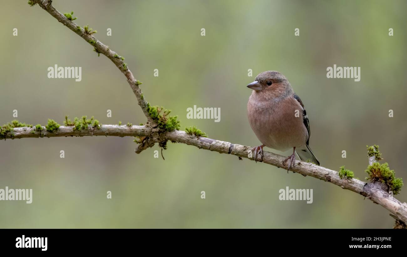bird, robin, natur, wild lebende tiere, ast, tier, rot, schnabel, wild, baum, frühling, finch Stock Photo