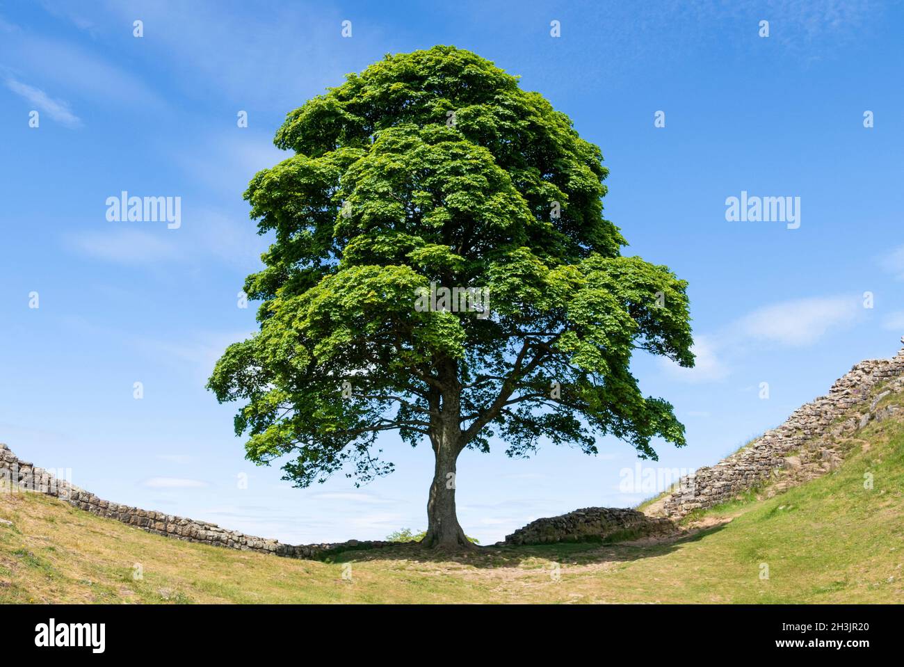 The Sycamore Gap Tree or Robin Hood Tree is a sycamore tree standing next to Hadrian's Wall near Crag Lough in Northumberland England UK GB Stock Photo