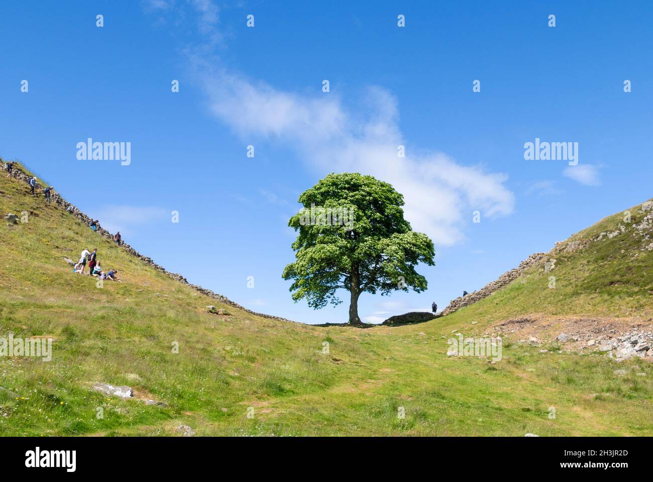 The Sycamore Gap Tree or Robin Hood Tree a sycamore tree standing next to Hadrian's Wall near Crag Lough in Northumberland England UK GB Stock Photo
