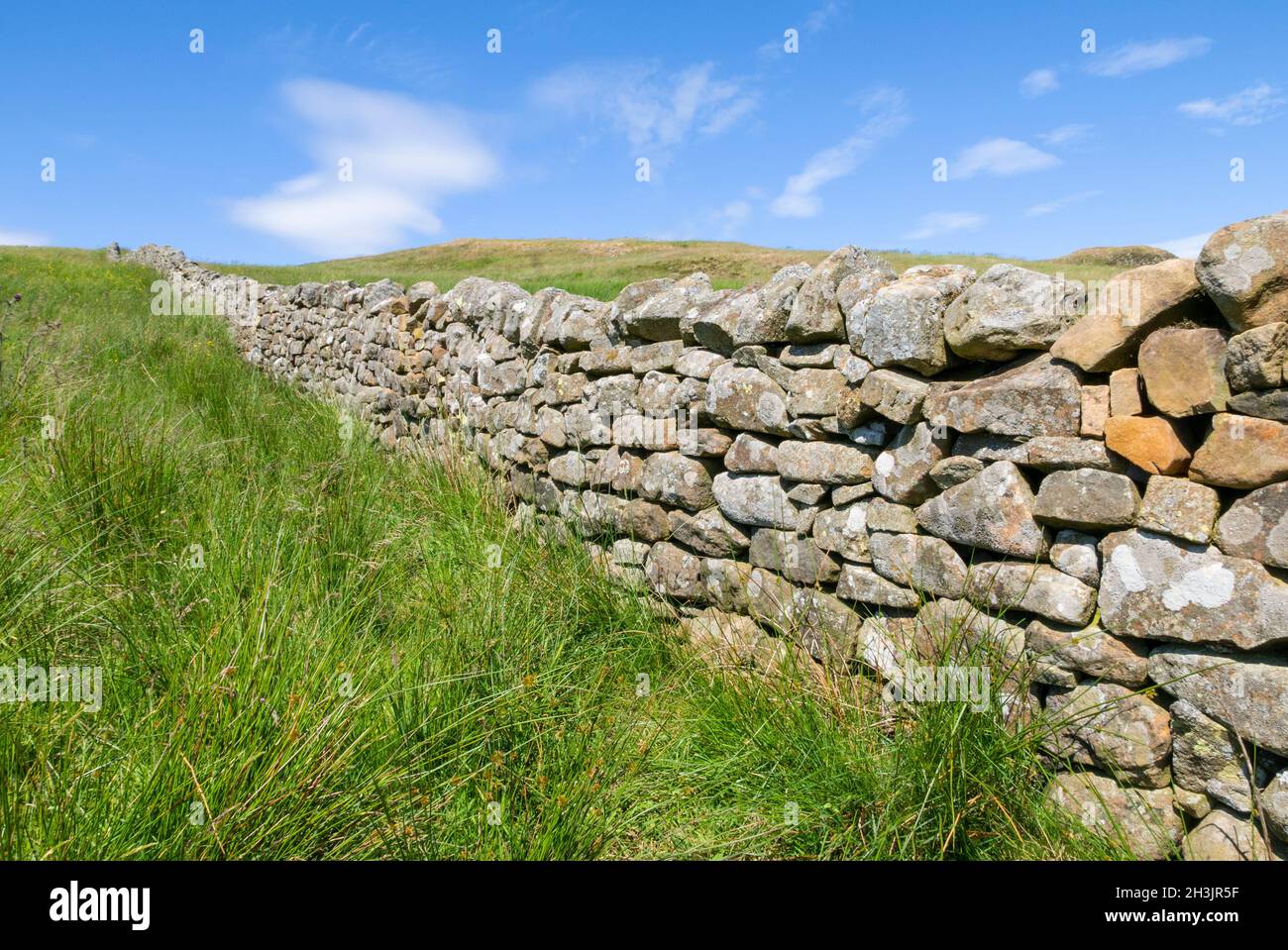 Dry stone walling or a Dry stone wall across a green field England GB UK Europe Stock Photo