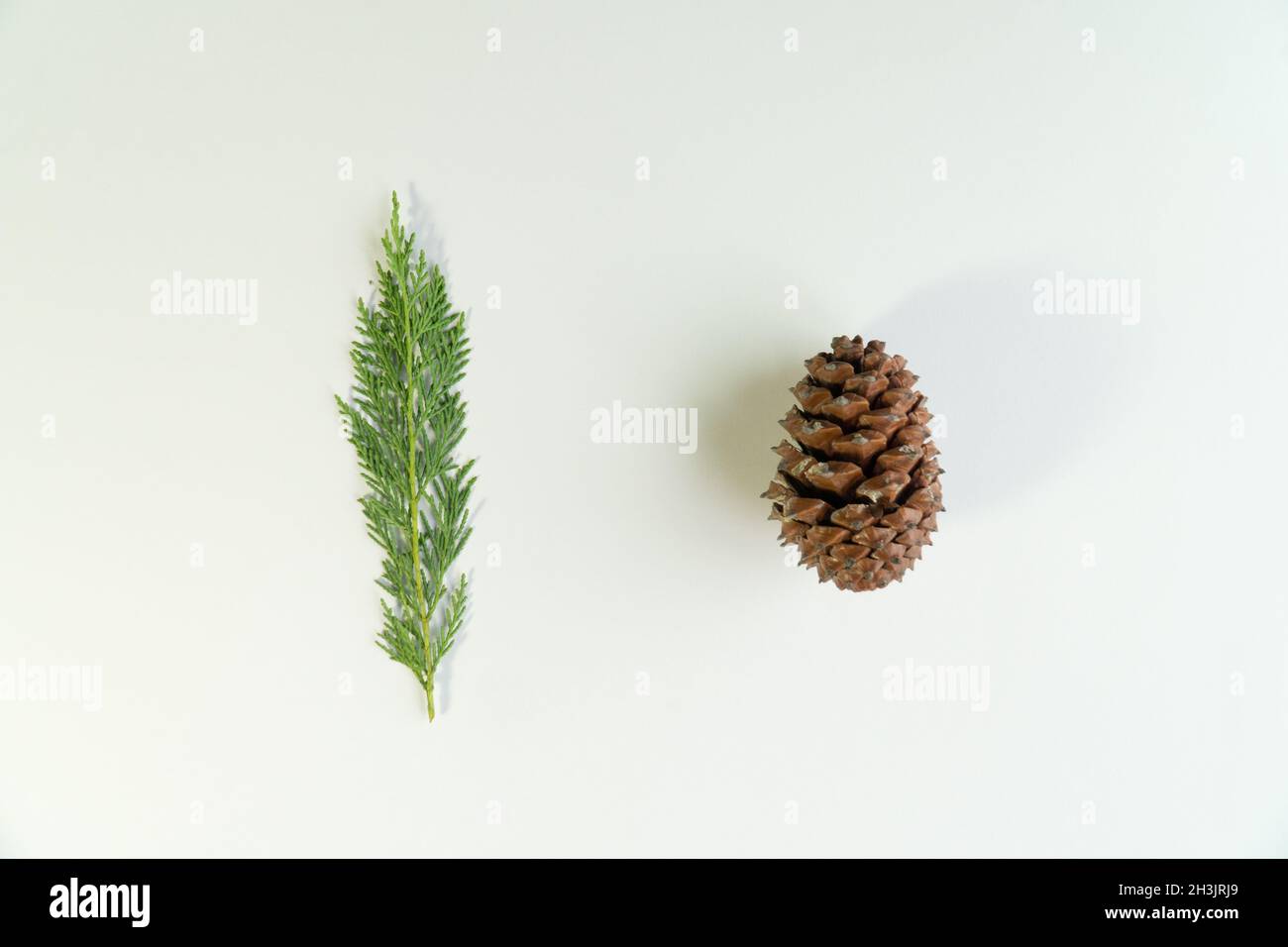 Noel tree leaf and pine cone top view christmas concept idea photo on white background Stock Photo