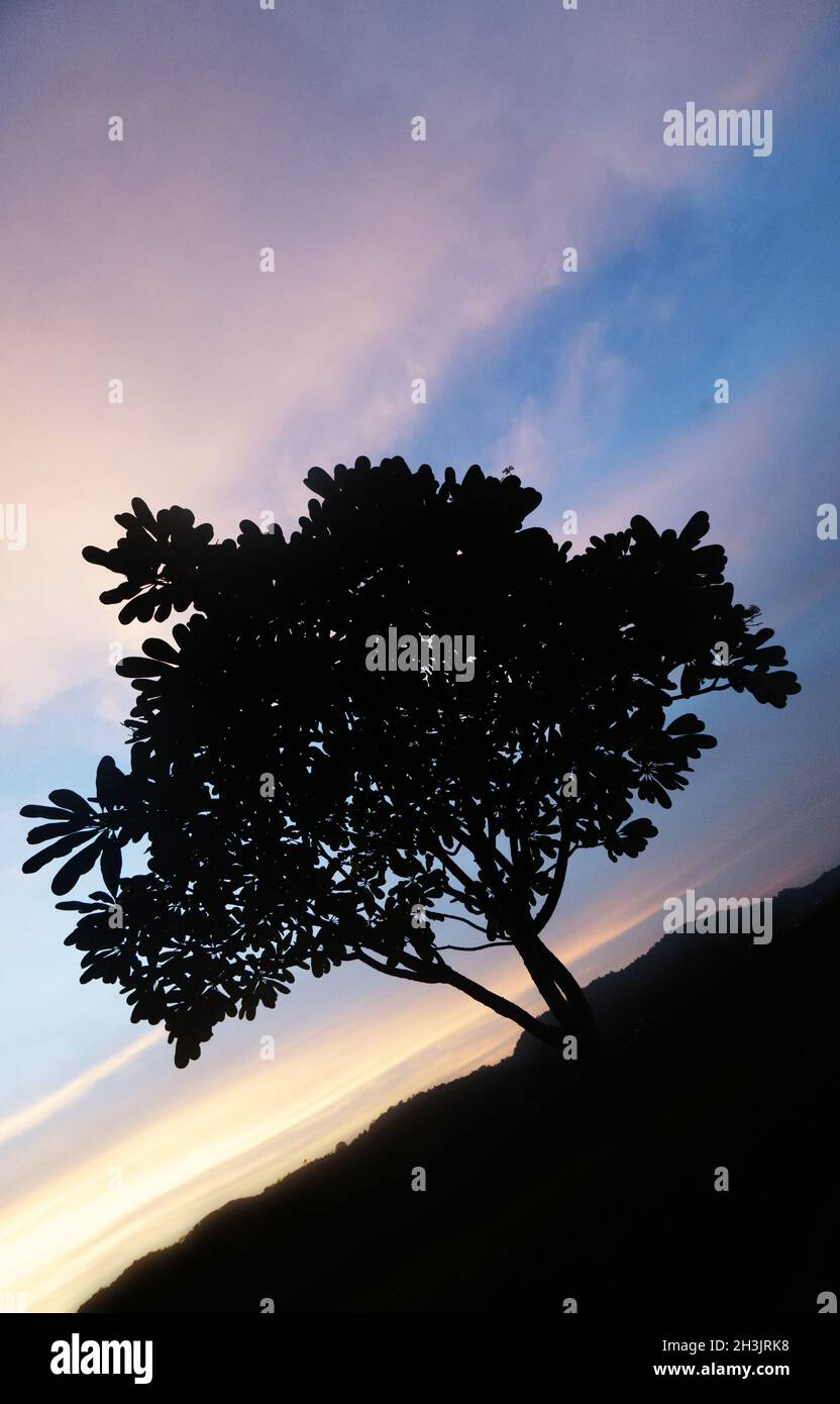 Tree silhouette over beautiful sunset Stock Photo