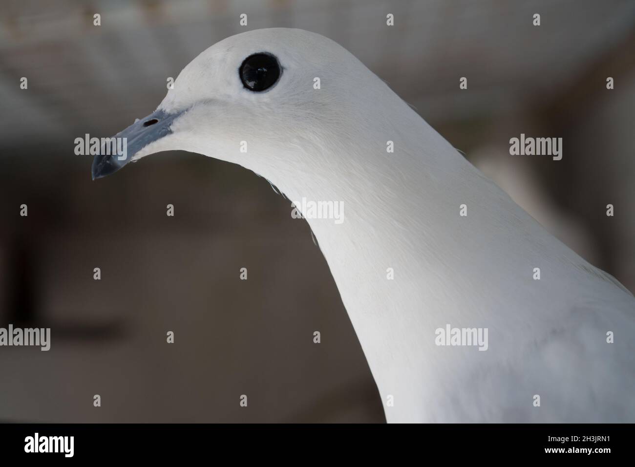 White homing pigeon portrait in a cage Stock Photo - Alamy
