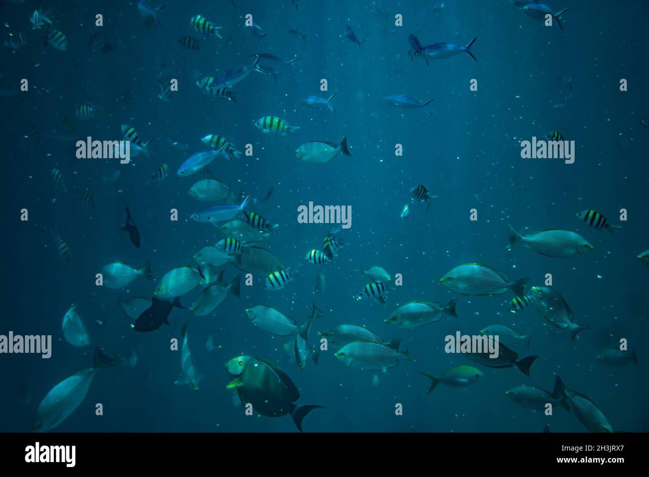 School of fishes underwater Stock Photo