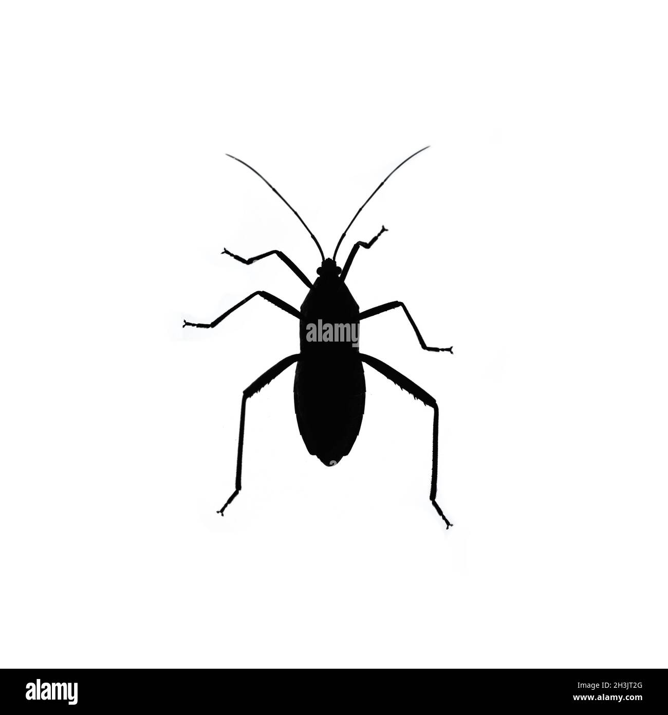Black bug isolated on white background Stock Photo