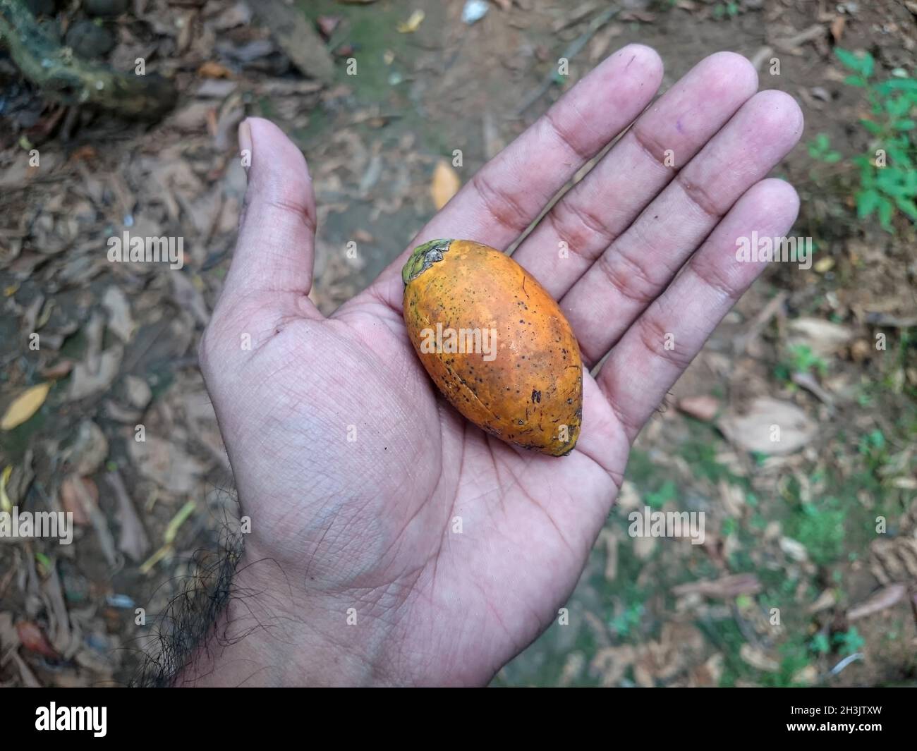 Ripen Areca nut seed in the hand Stock Photo