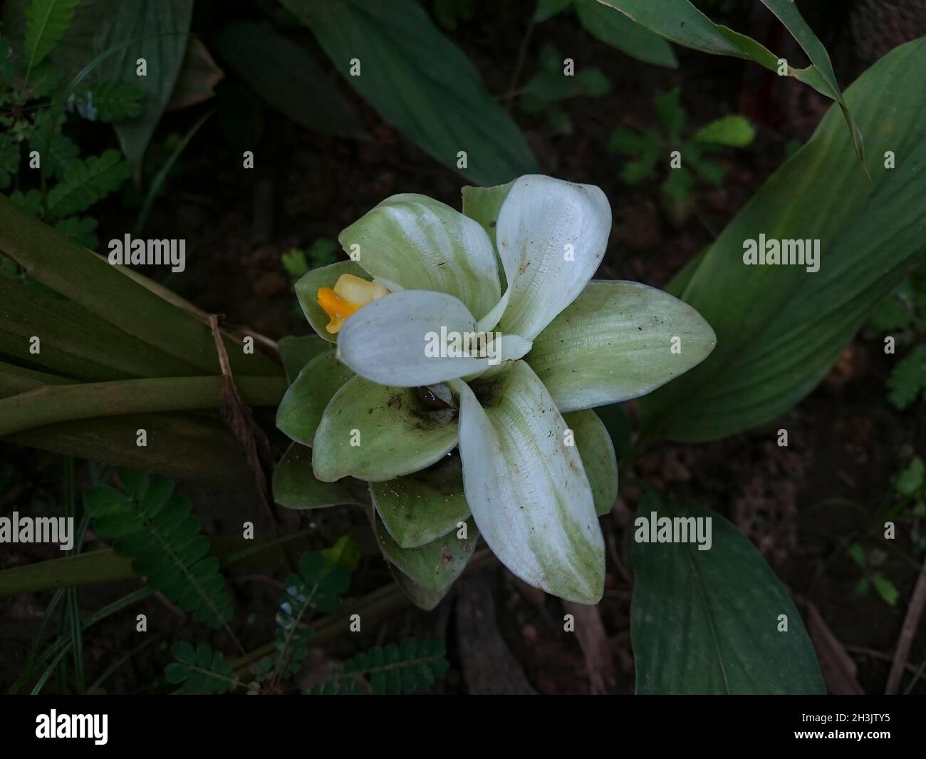 Turmeric flower on the Plant Stock Photo