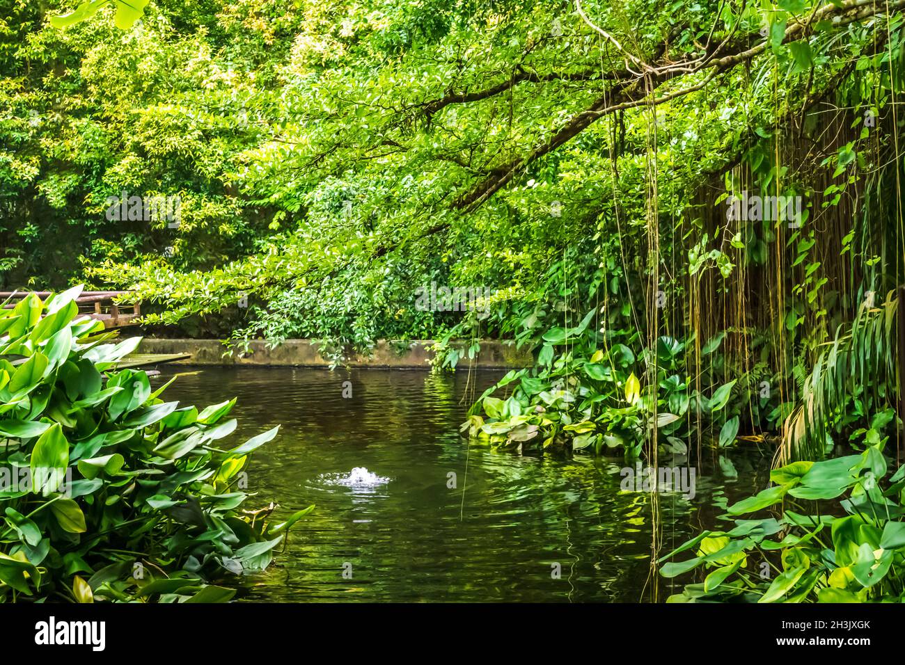 Flower hanging over water hi-res stock photography and images - Alamy