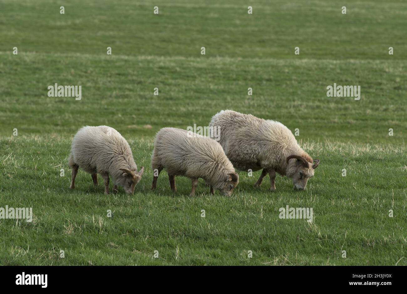 Icelandic sheeps on the meadow in windy weather. Stock Photo