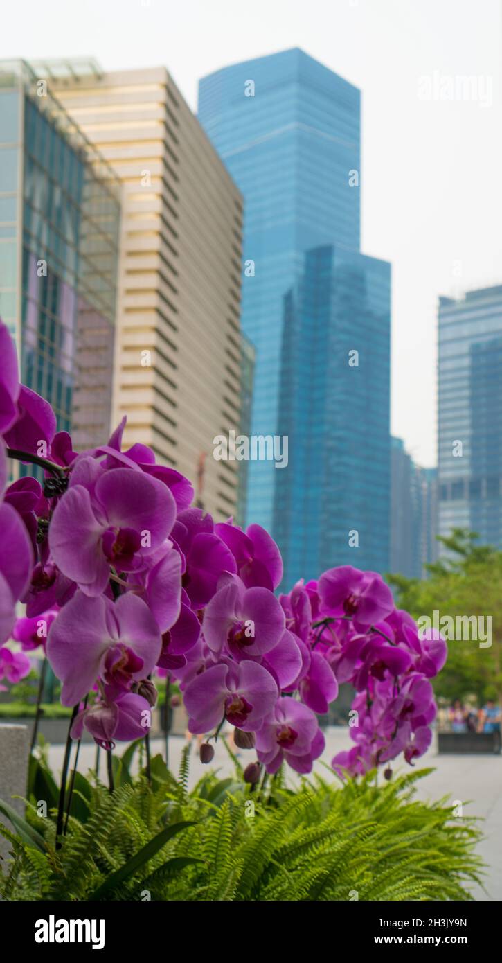 Orchid flowers with skyscrapers in the background Stock Photo
