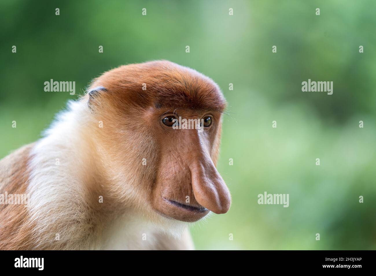 Portrait of male wild Proboscis monkey or Nasalis larvatus or