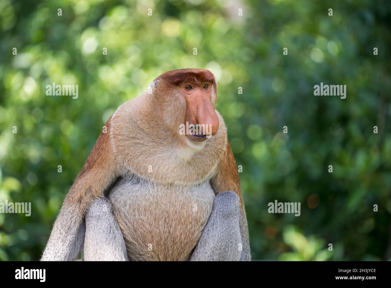 Portrait of male wild Proboscis monkey or Nasalis larvatus or Dutch ...