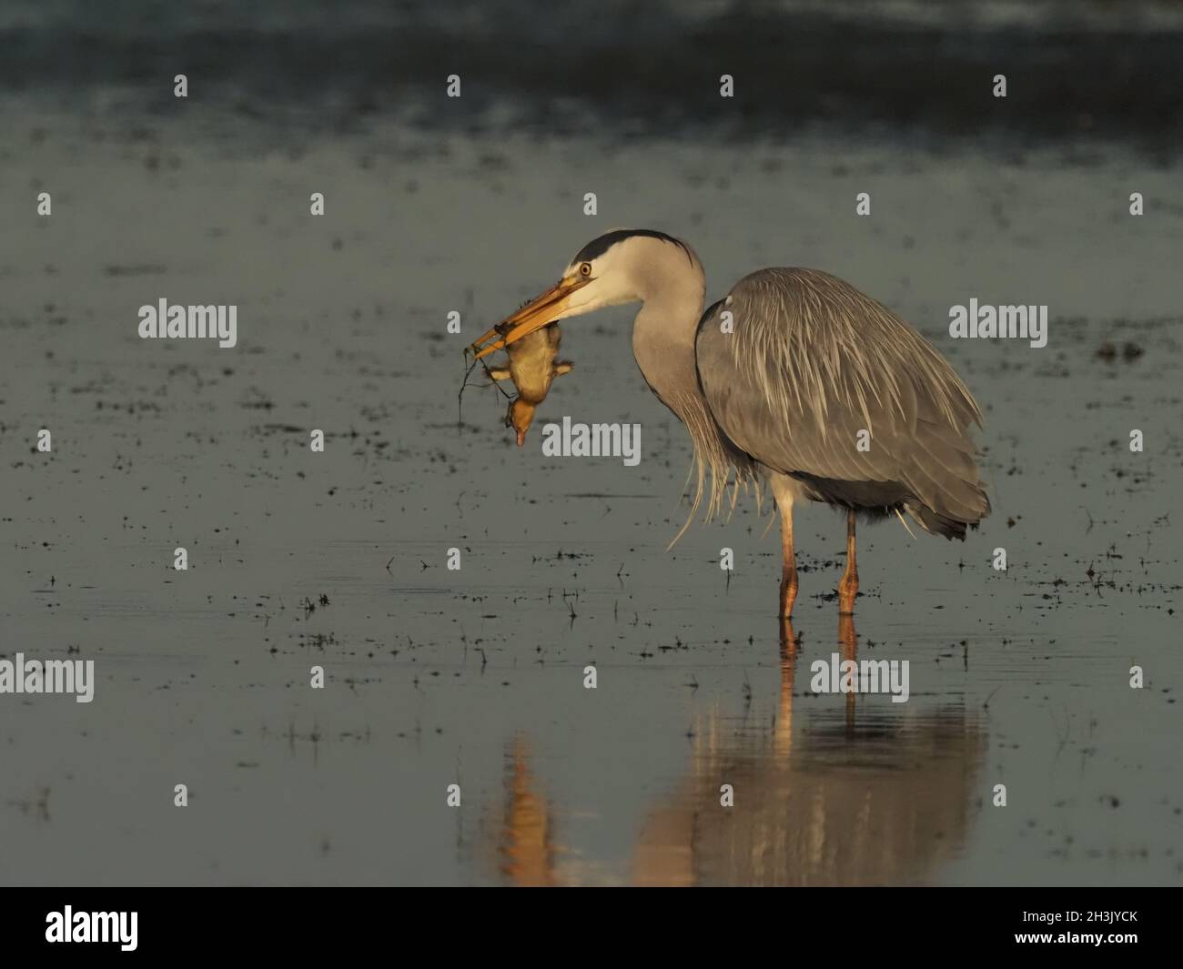 grey herons once they find a food source may return daily and consume an entire brood of ducklings. Also feeds on fish, amphibians and small mammals. Stock Photo