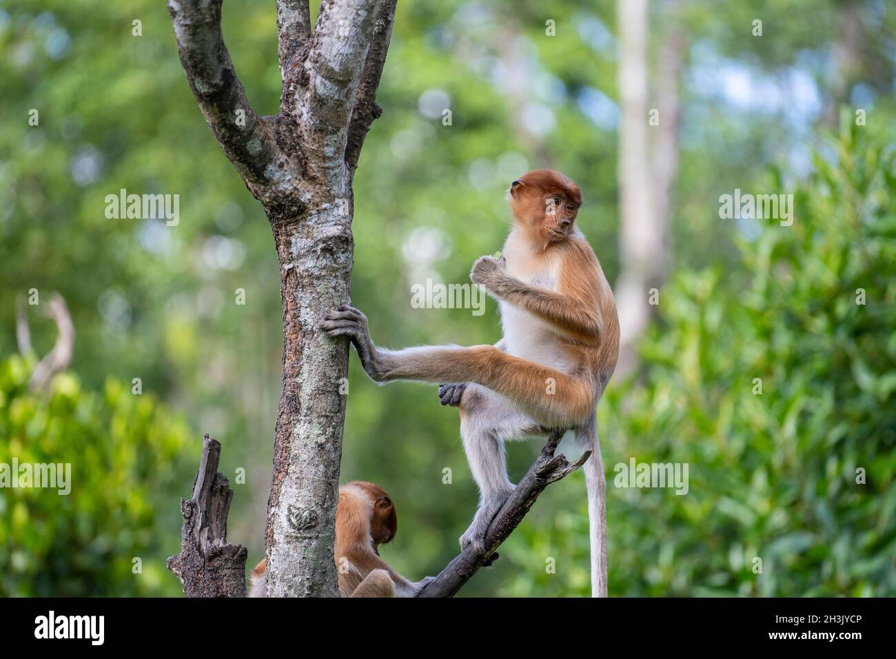 Family of wild Proboscis monkey or Nasalis larvatus, in the rainforest ...