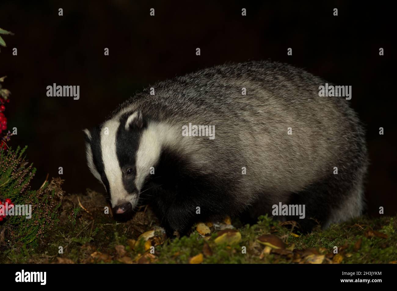 Badger, Scientific name: Meles Meles.  Wild, Eurasian badger foraging in Glen Strathfarrar, Highlands of Scotland at night with red rowan berries and Stock Photo