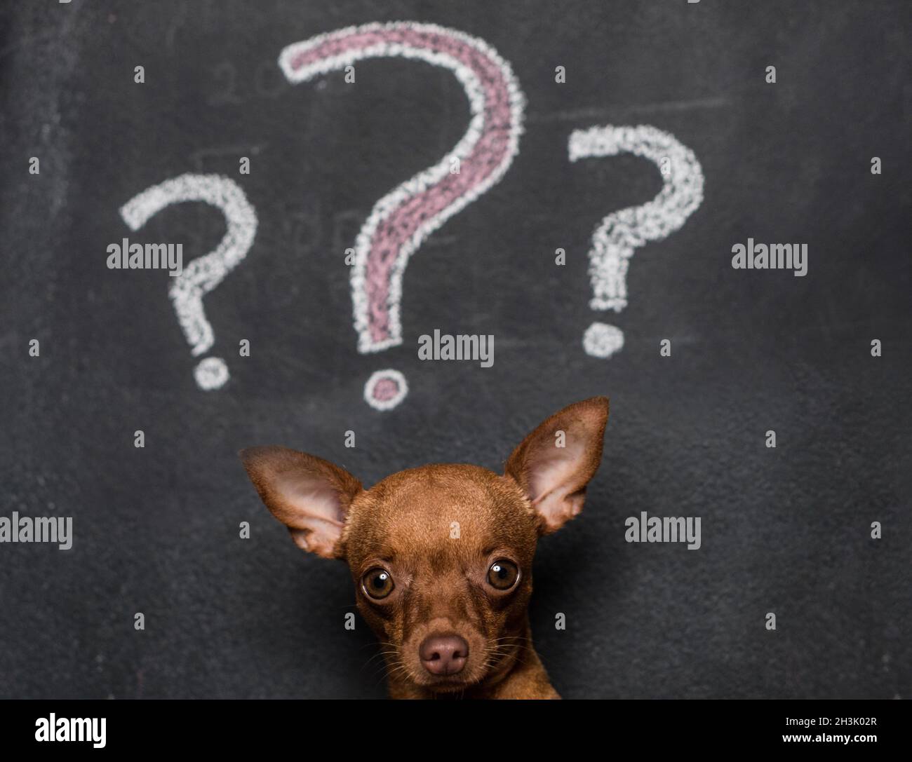 Dog and question marks Stock Photo Alamy